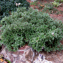 Daphne x napolitana 'Stasek'